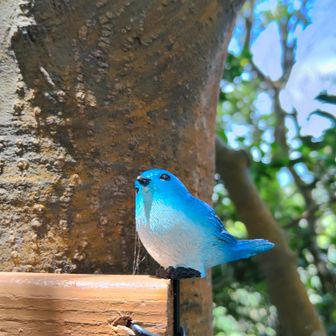 青い鳥🐦️
確か右田ヶ岳にもいたよね？