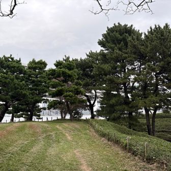 台場公園内、黒松が立派。