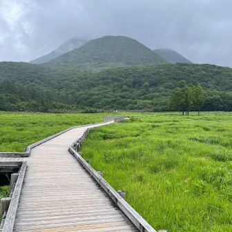 霧雨のタデ原湿原，演出効果抜群👍