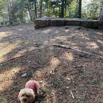 6座目
円山　山頂　名板・三角点なし
YAMAPのルートにはない東登山道で登ってきました。
急登続きでロープなしでは登れない初心者には無理なコースになっています。
ロープとピンクテープが頼りのルートでとても大変でした。
相棒🐶は4足駆動で頑張りました👍