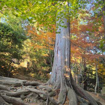 でかい☺スギの木