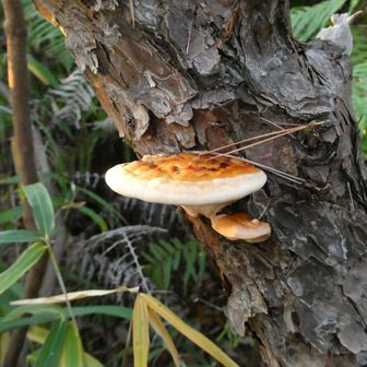 “YORKYS BRANCH”のパンケーキが食べたくなる