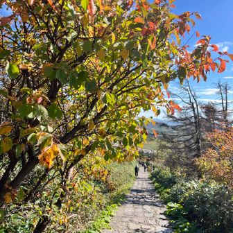 駐車場へ向かう整備道と紅葉🍁