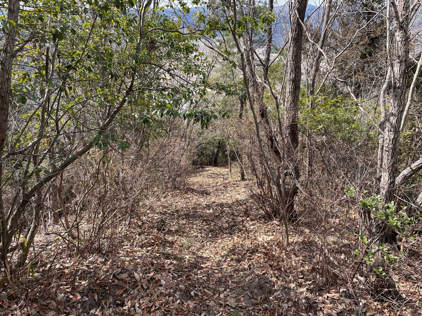 高旗山-麦飯山-獣よけフェンス-麦飯山登山口-賽峠 周回コースの写真