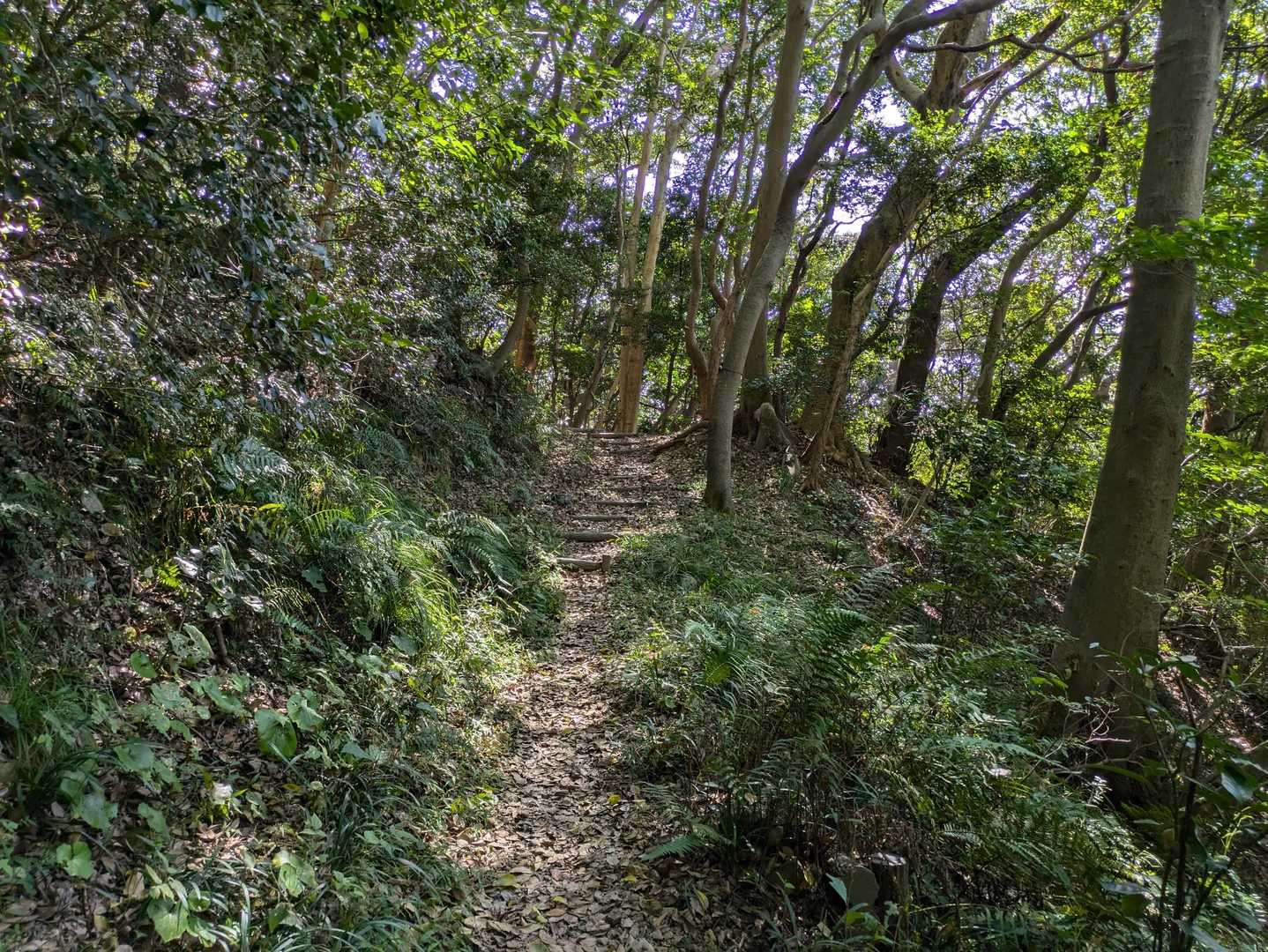 だいたいはこんな道のつづら折り🚶‍♀️