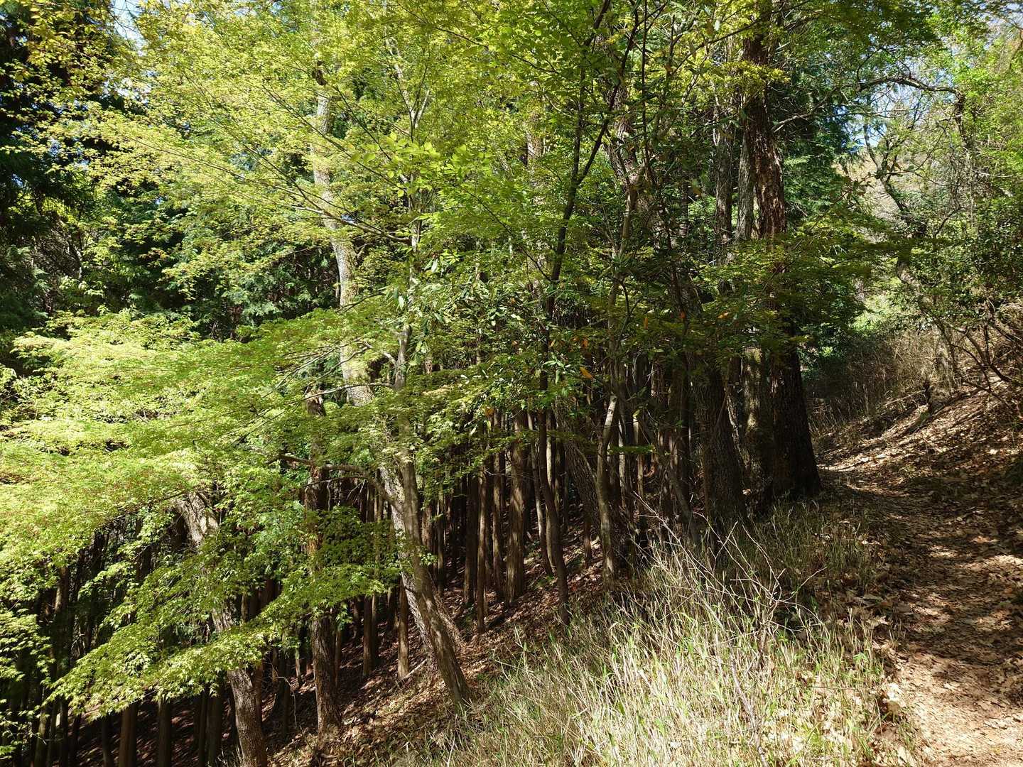 大原野神社-小塩山 往復コースの写真