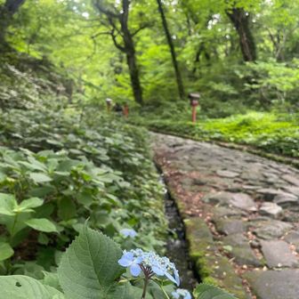 緑が濃くなり　紫陽花も咲き始めました