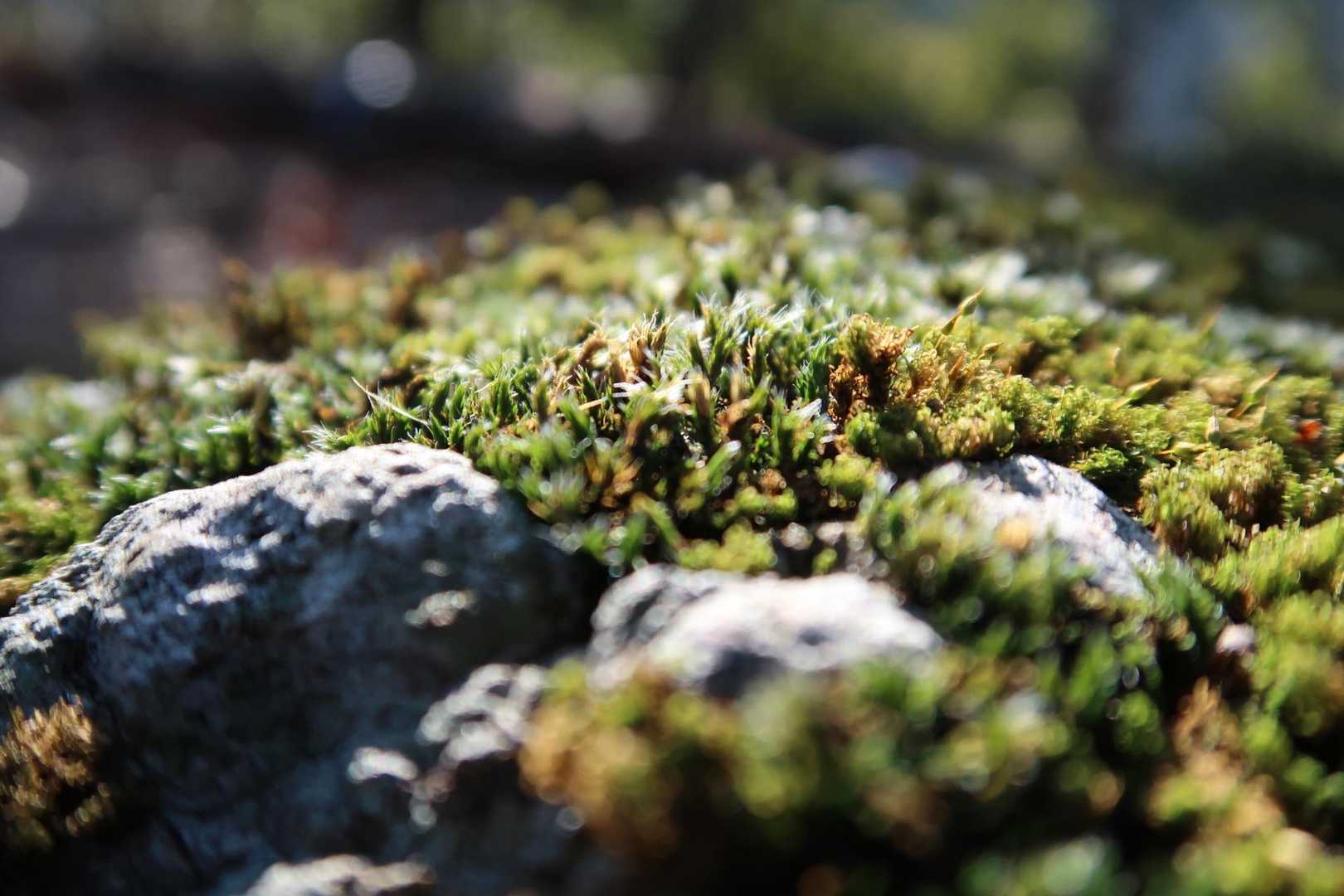 岩の上の苔がキラキラ