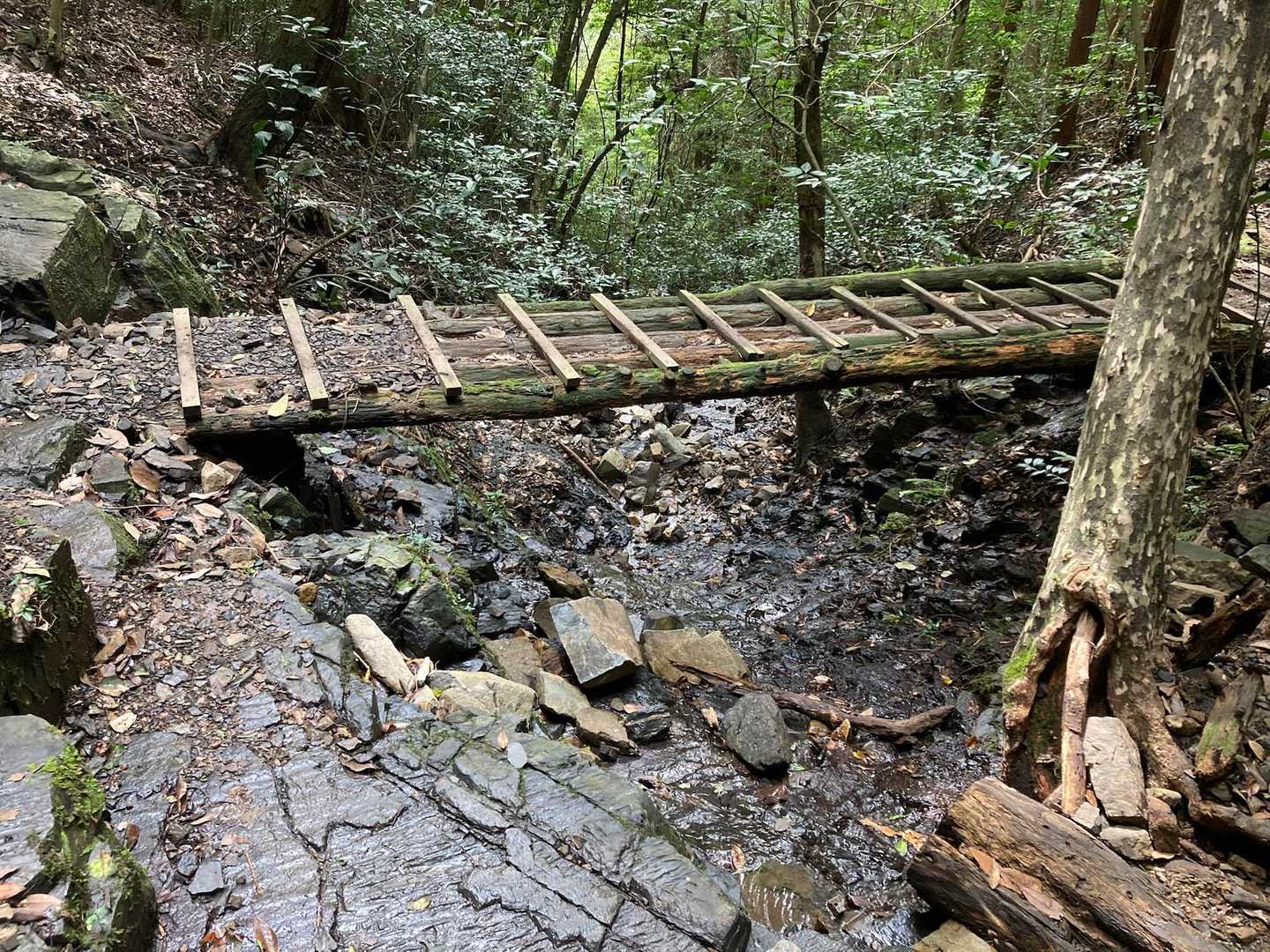 権現山登り口-皿倉山ビジターセンター 往復コースの写真