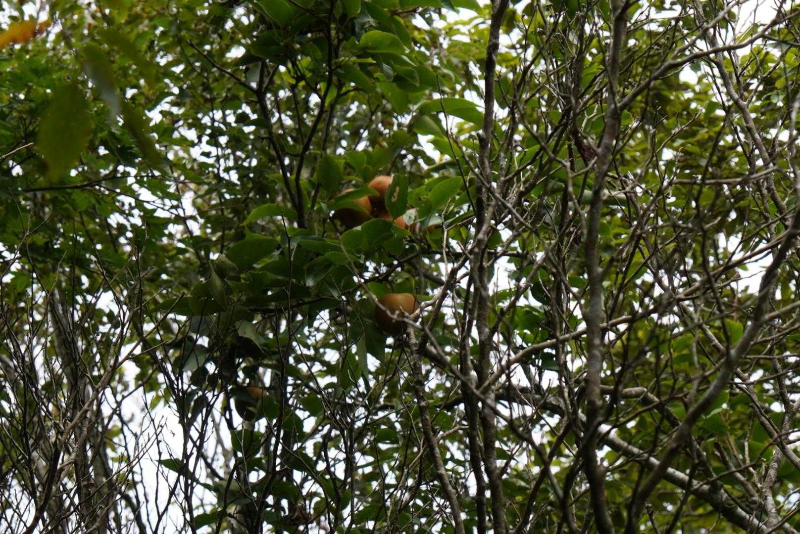 山頂に梨!?🍊が実ってました