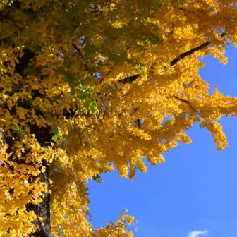 でっかいイチョウの木の傍のベンチで
お昼休憩𓂃𓂂ꕤ*.ﾟ
おにぎりパックン🍙😋