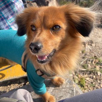 ボクのおやつは？