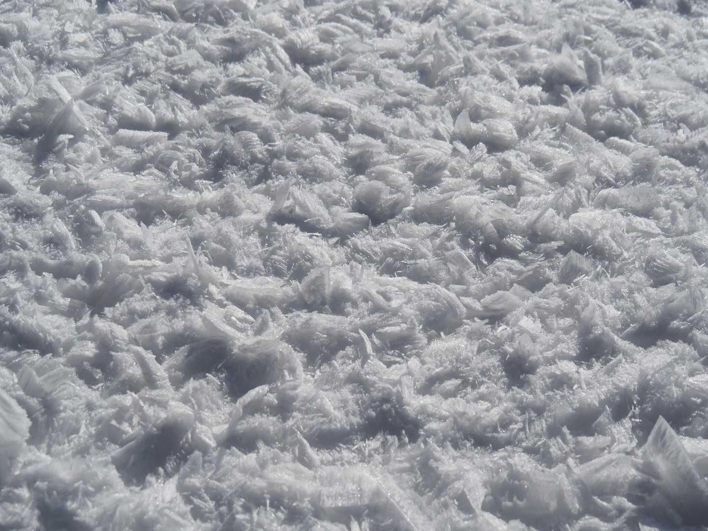 枝から落ちた氷がザックザク