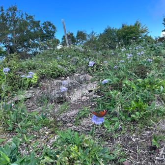 山頂はマツムシソウ畑