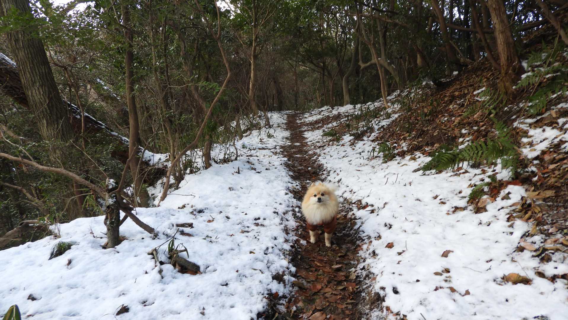 雪は少し残っていました⛄