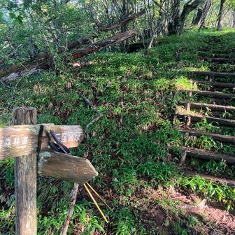 柳沢の頭近くの分岐点。ここからまずは南方面へ。