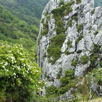 白いお花が岩に映えてた✨