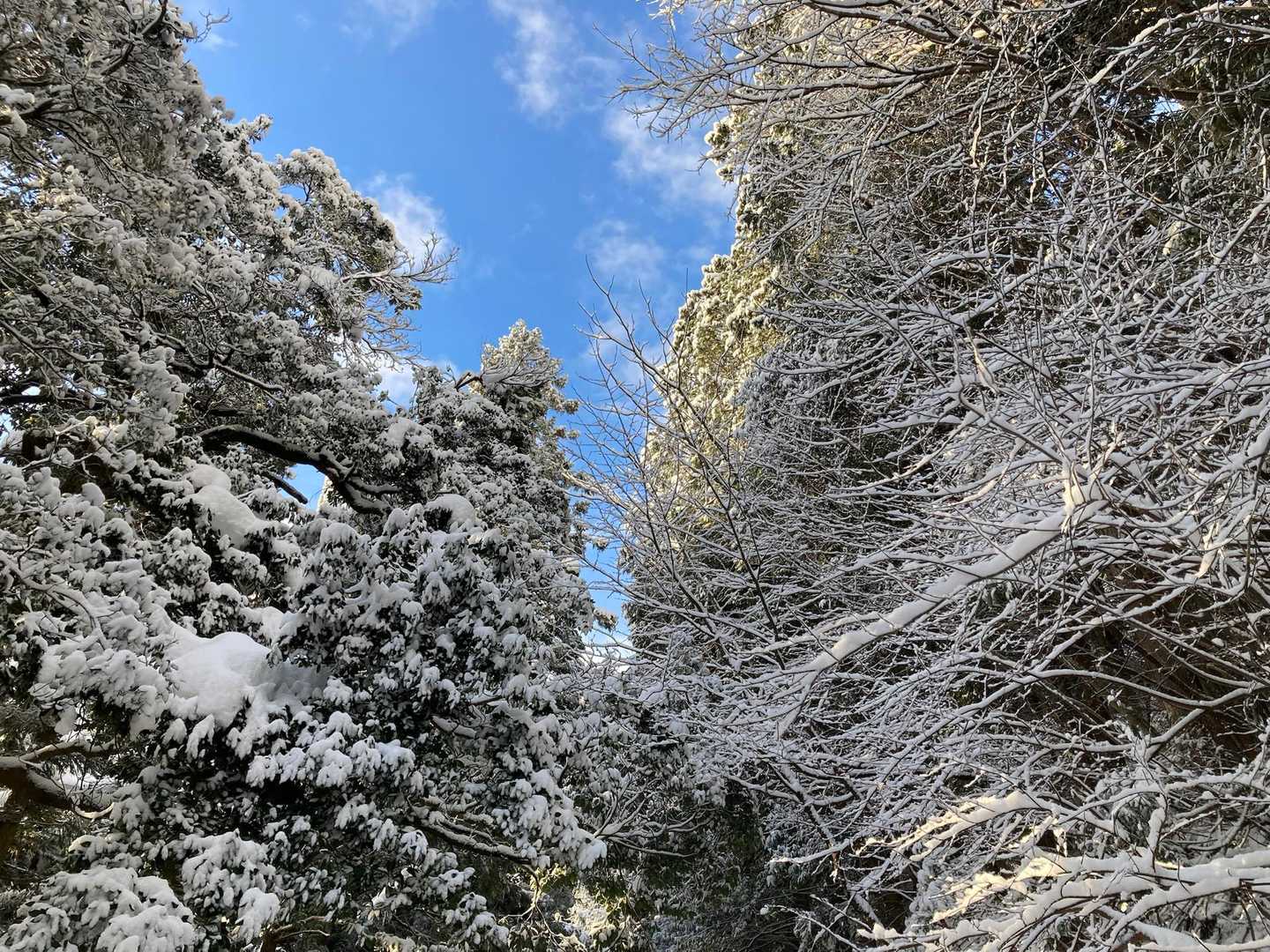 天狗の森公園登山口-飯盛山 往復コースの写真