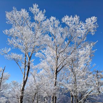 樹氷は晴天に映えますな
帰ろう