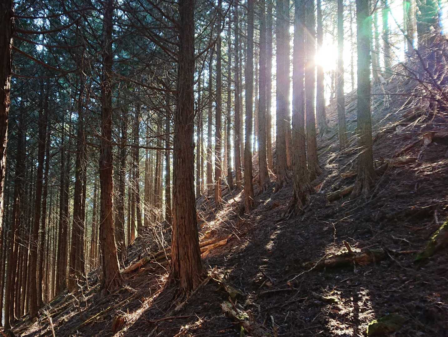 植林かな🌲
綺麗に手入れされてます✨