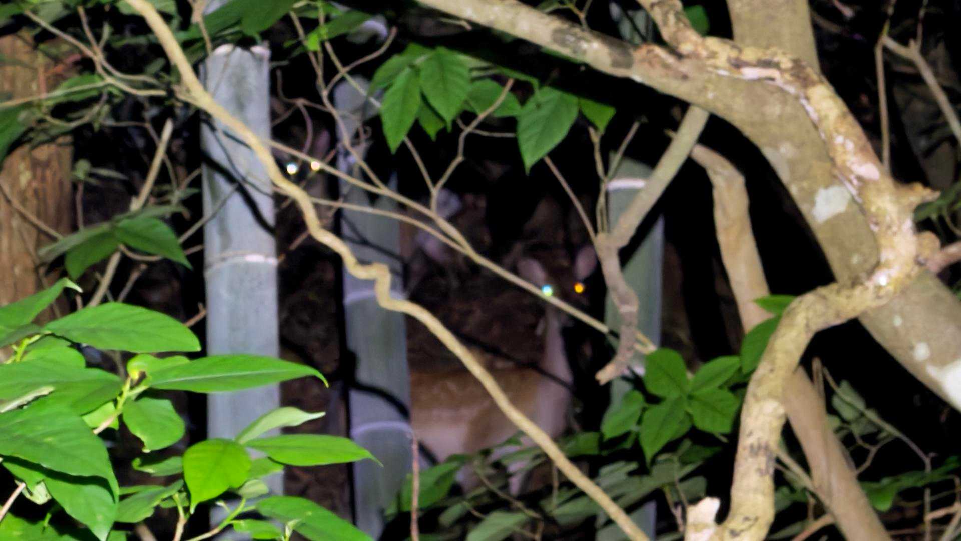 見られてる見られてる。
鹿氏🦌