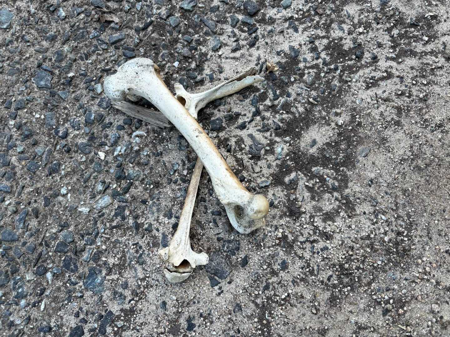 🦴