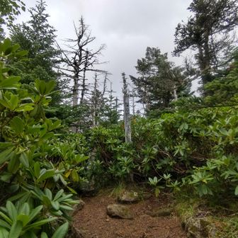 嫌な予感的中し、峰の松目からは一個も八ケ岳は見えませんでした。

やっぱり自分はメジャーで人気の山が好きなんだなぁ、と知った一日でした。