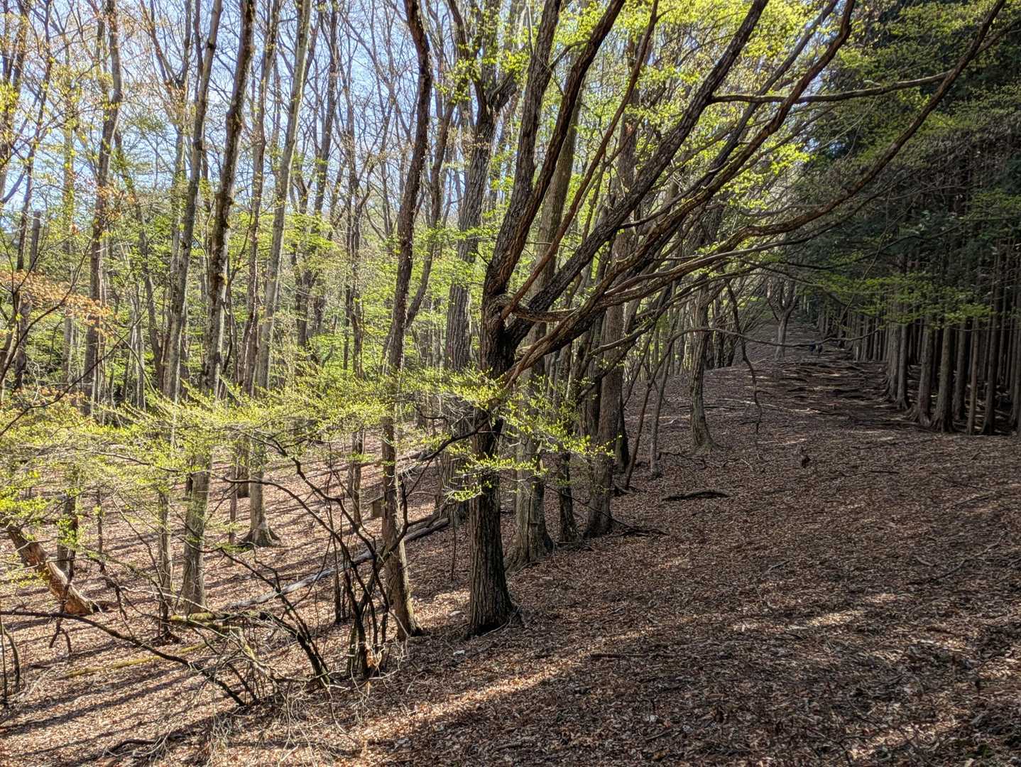 新緑がキラキラしてます🌿