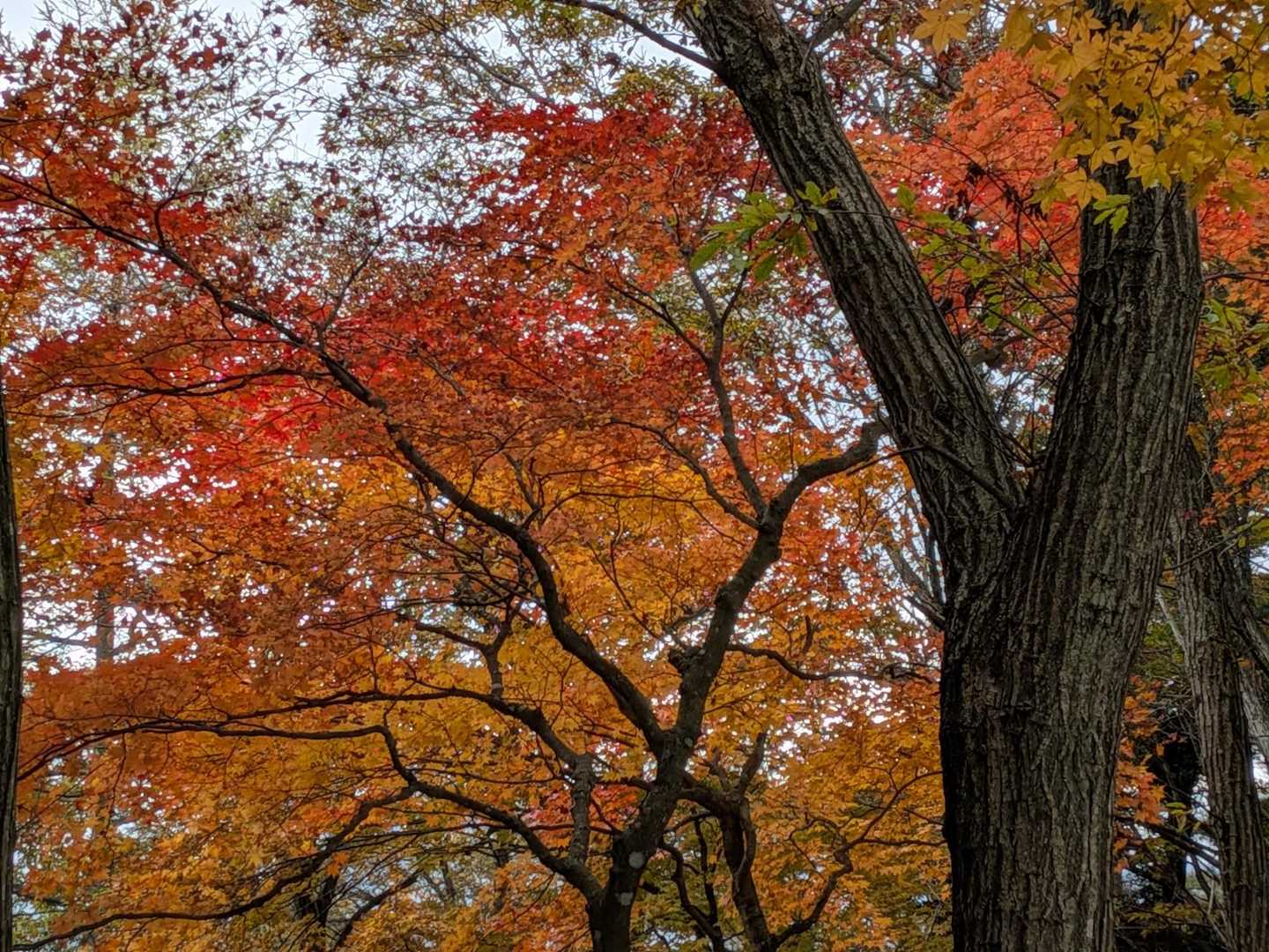 紅葉🍁