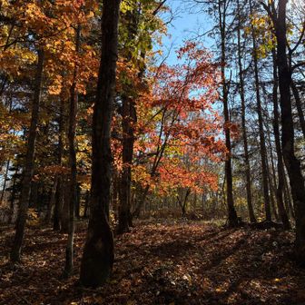 頂上尾根には紅葉がありました。