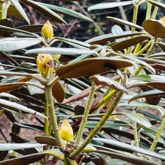 シャクナゲの蕾がたくさん。