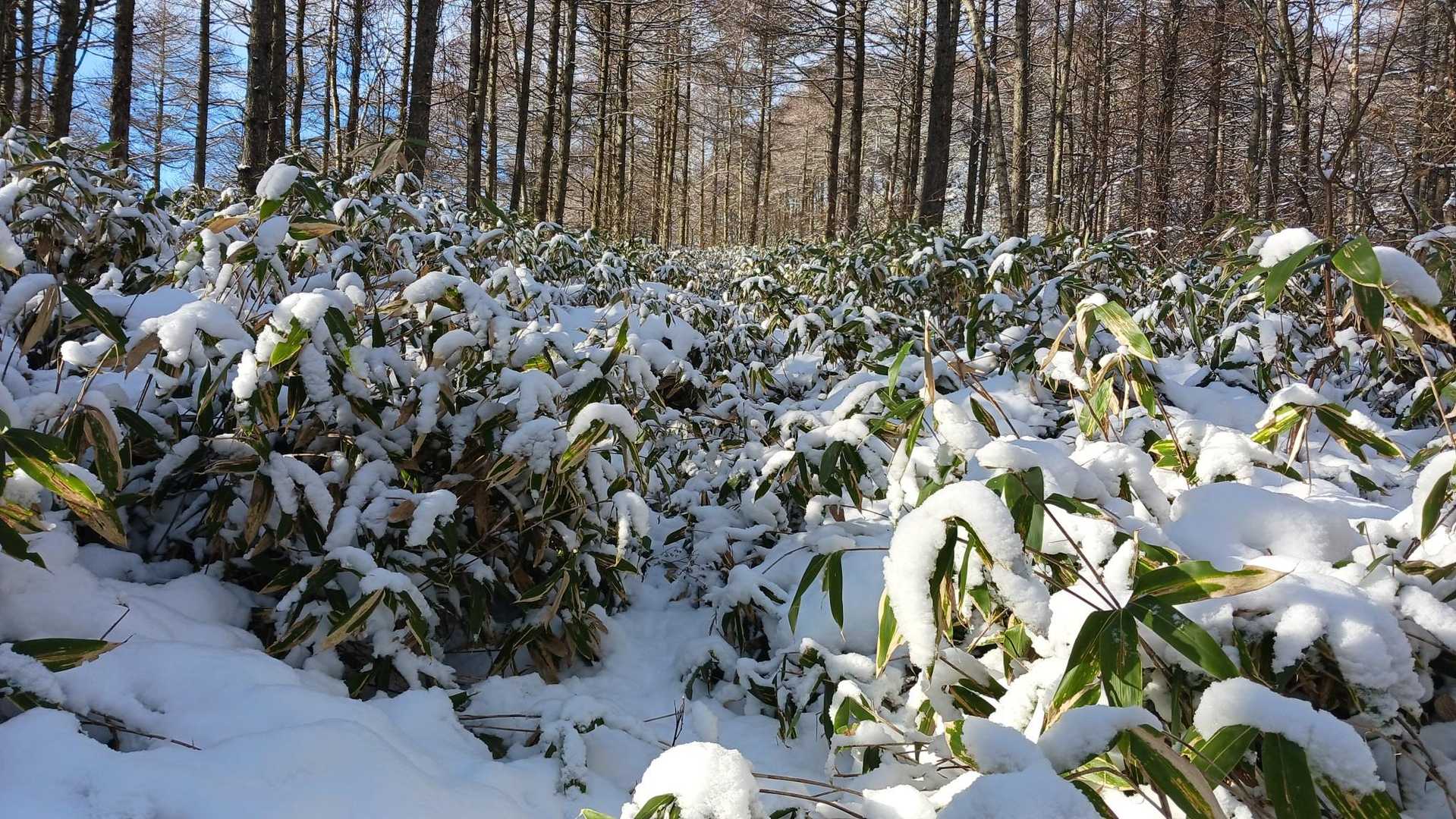 笹が・・雪まみれになりました😵