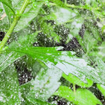 蜘蛛の巣も雨でキラキラ🤩