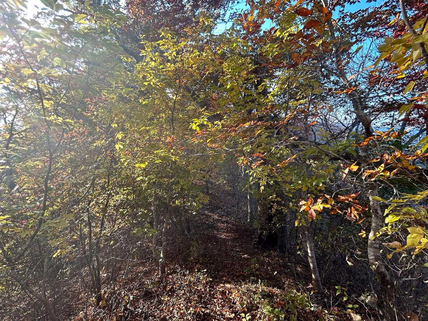 紅葉トンネル。