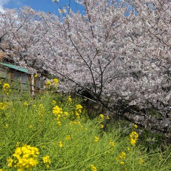 菜の花と桜💛🩷