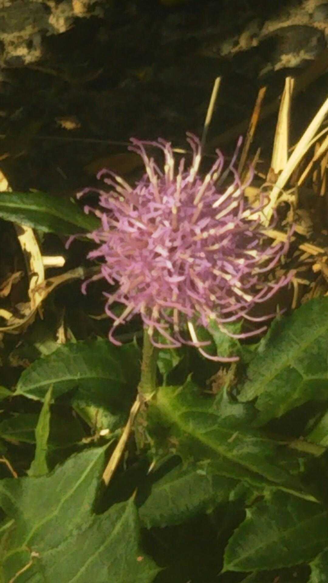 蝶はいないけどアップで
蝶はここの周りでヒラヒラしてて私はお邪魔虫⁉