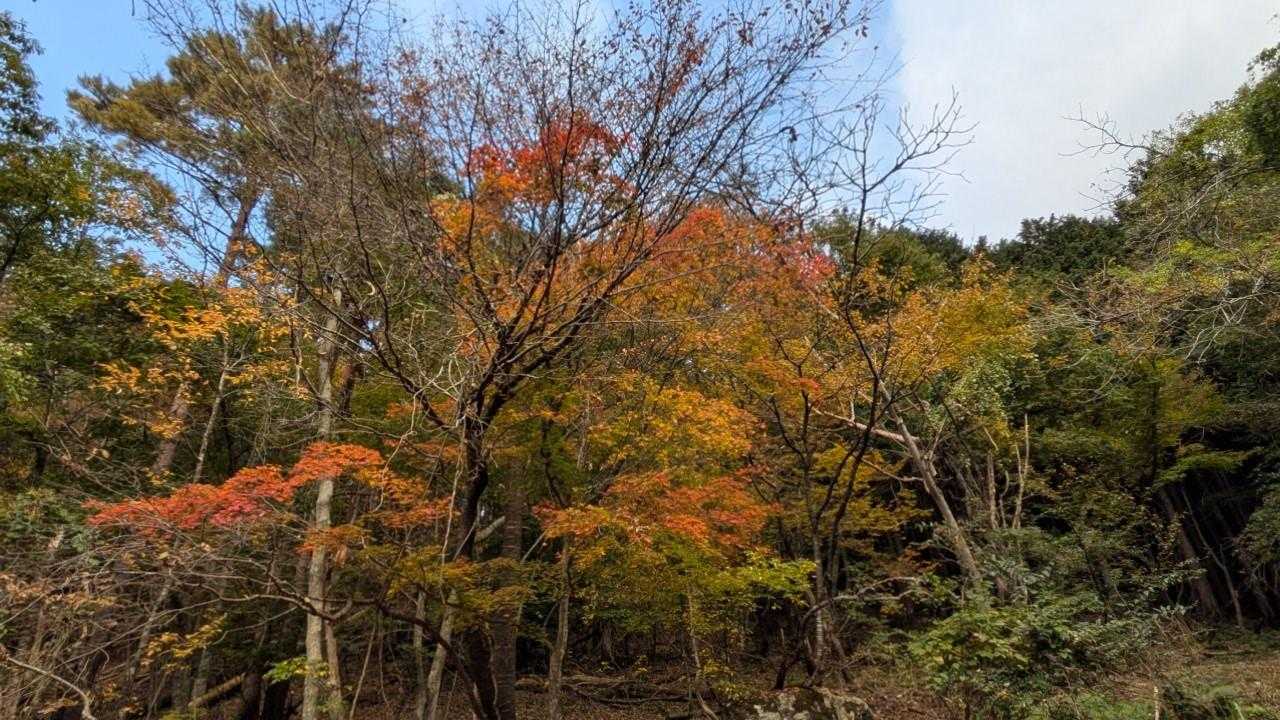 三徳山 往復コースの写真