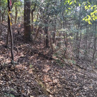 分岐です。
ここから左上に登っていく、と。ホントに？