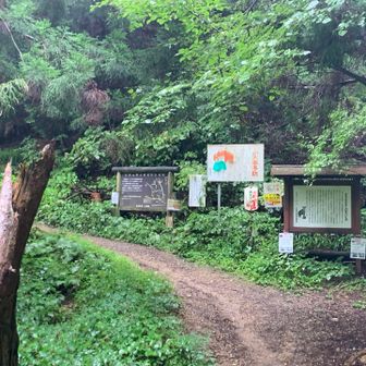 さぁ、本日はキレンゲショウマを見つけることが出来るだろうか😆
登山道を登り始めて、直ぐに隆爺さんとバッタリ。隆爺さんは、コンディションが悪い時に太郎山にやってくる。
ホームは、四阿山、根子岳。と湯の丸、烏帽子岳。
７０代でも元気元気。そのモチベーションを保つ秘訣を聞くのを忘れた😭
