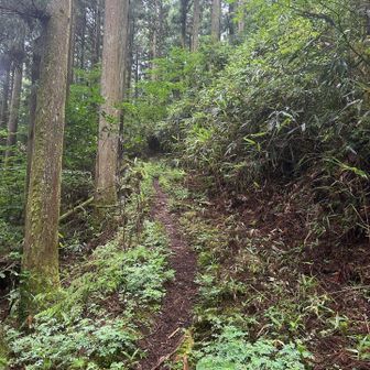 登山開始の登山道は緑に