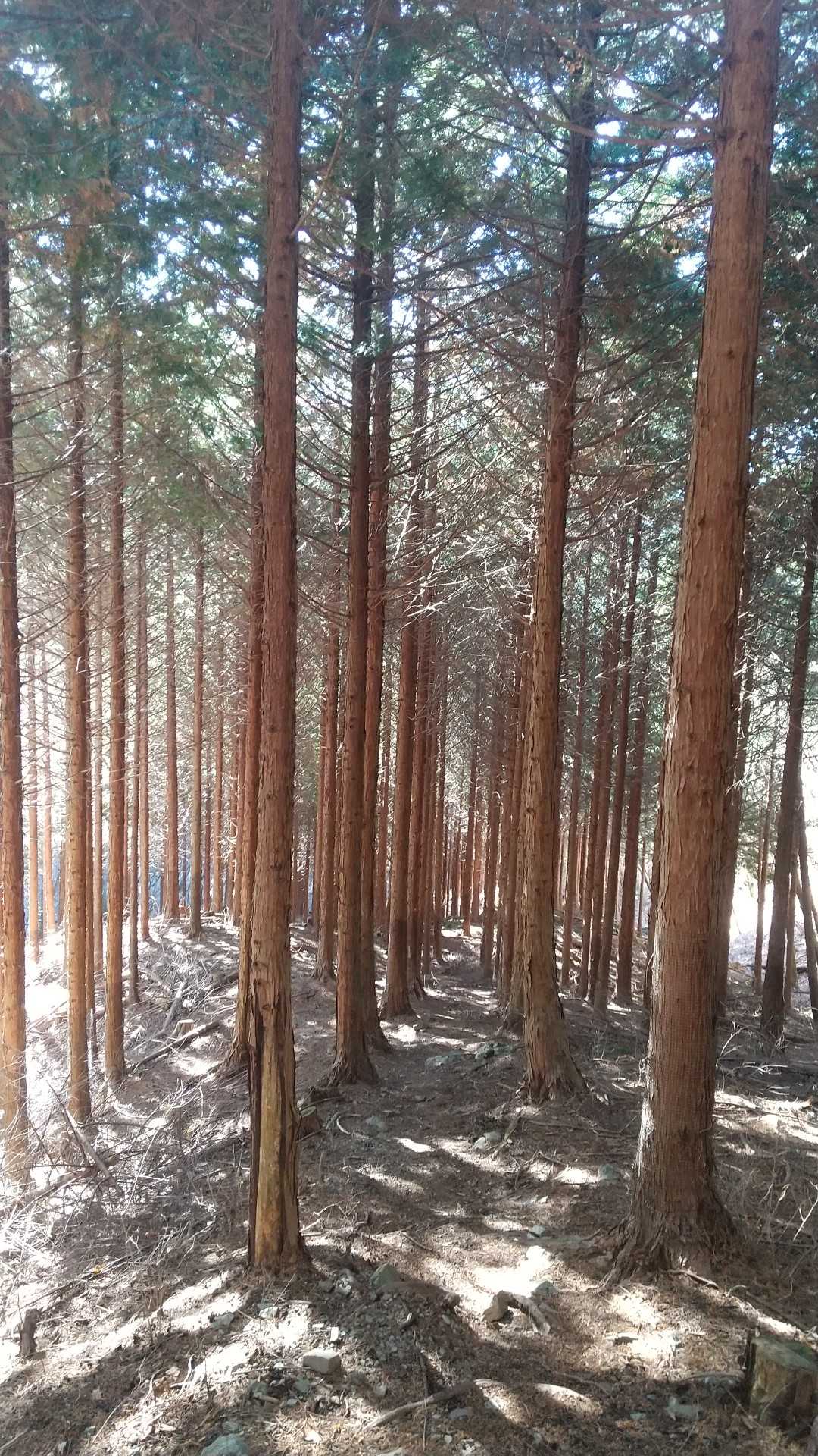 キレイに立ち並ぶ🌲