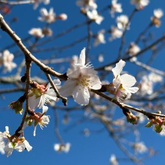 冬なのに🌸お花見
いいですね〜