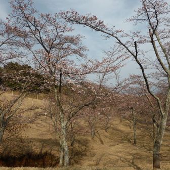 この辺りは１～２分咲き