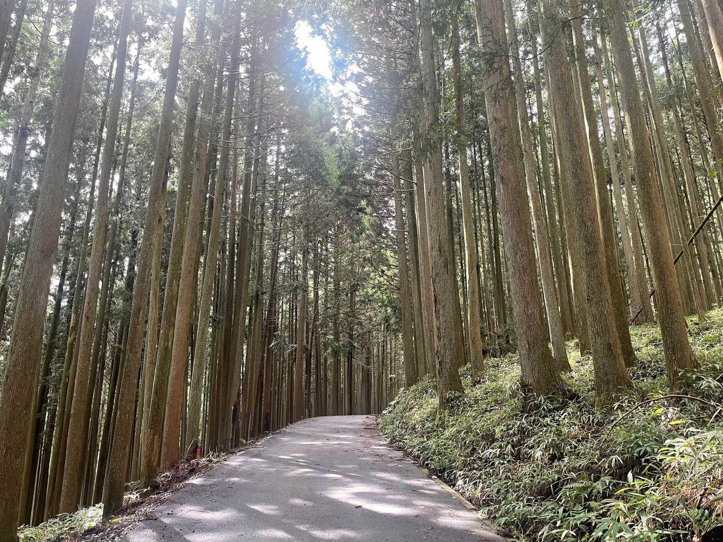 穏やかロードと思いきや
最後は地味に上りでメンタルやられる