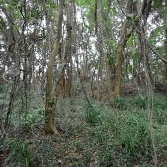 クモの巣を掃いながら尾根を目指す。