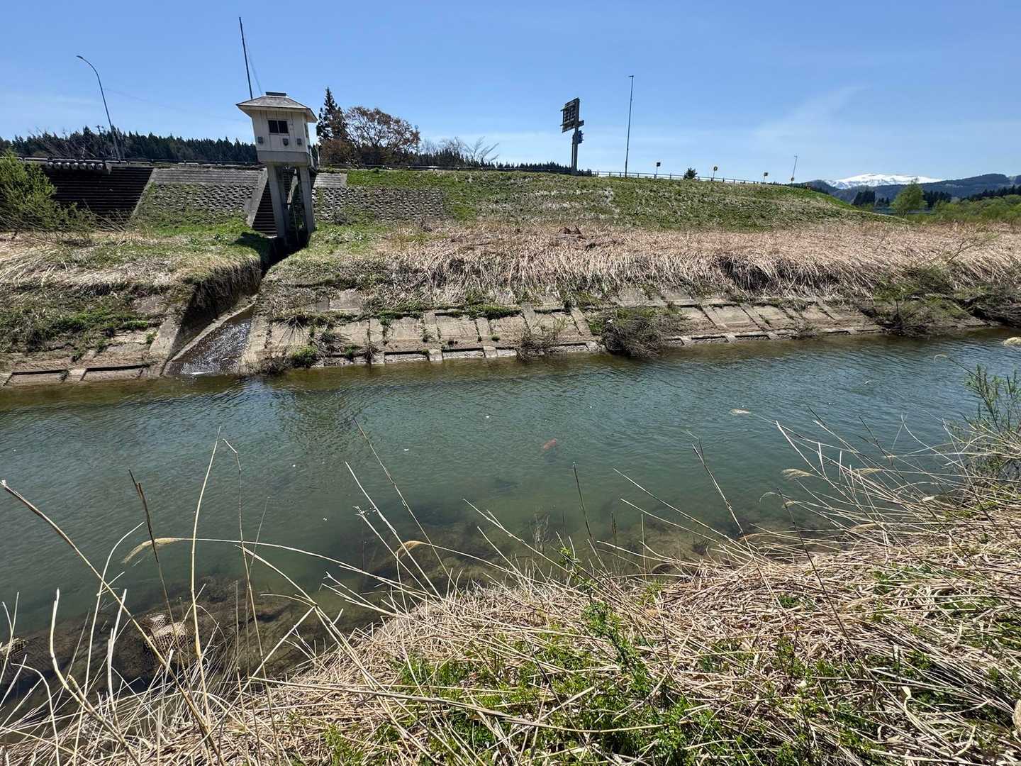 最上川へと流れる川にデッカイ鯉がたくさん！
