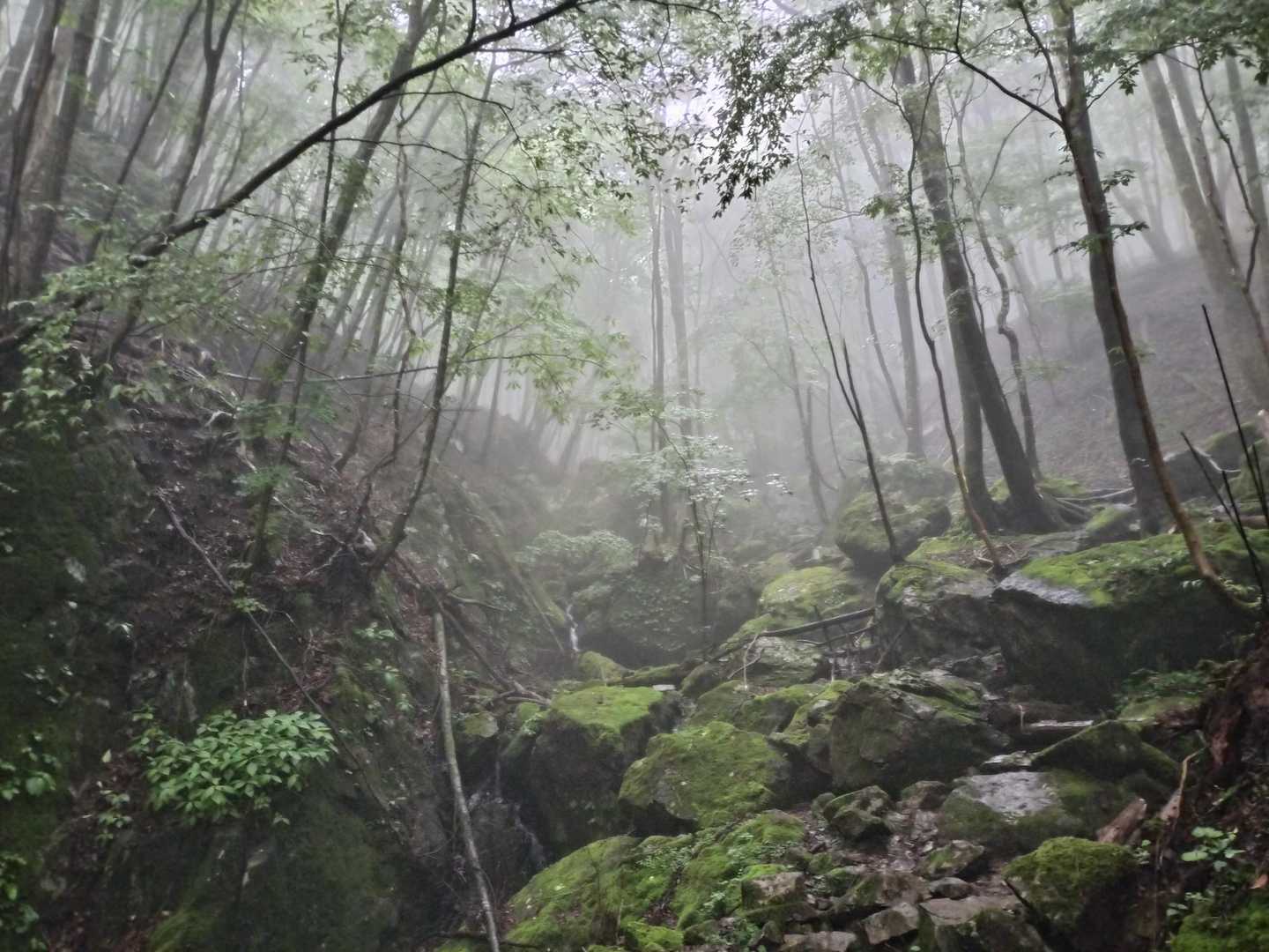 祖母山周回 | 九州脊梁の核心部。手付かずの森と百名山の頂を訪ねるの写真