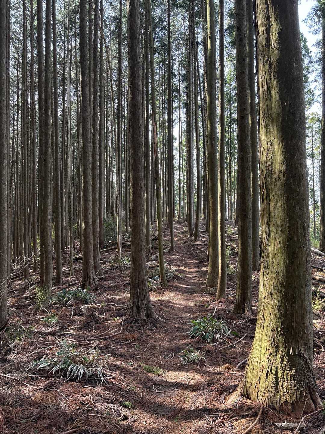 素敵な道を帰ります。