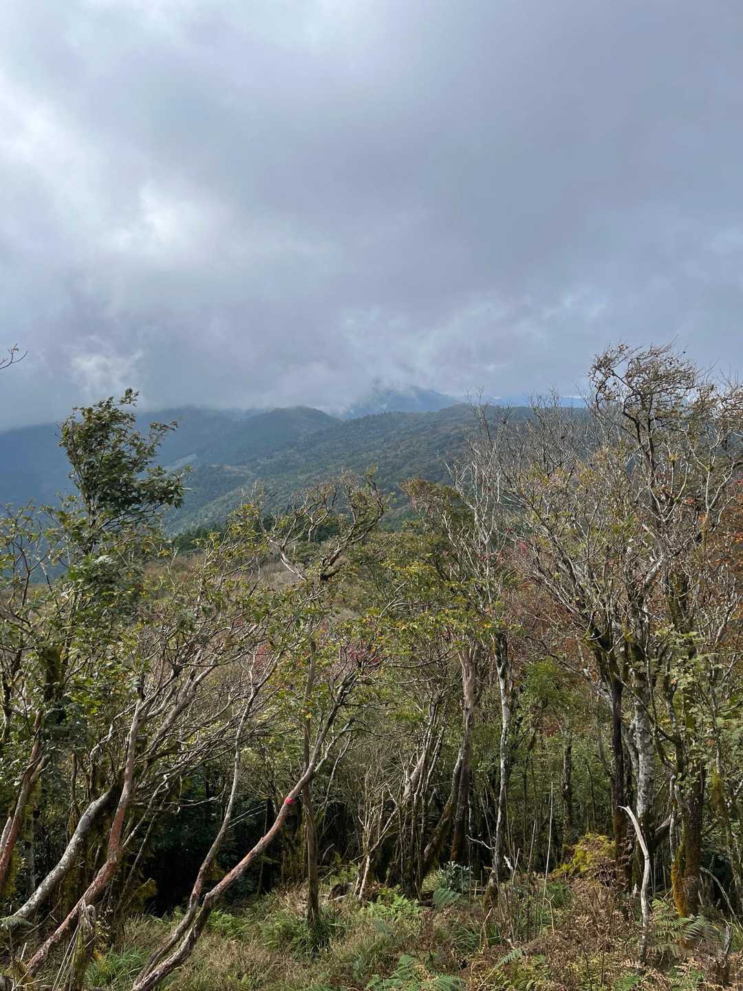 笹ヶ峰方面(標高点975m)