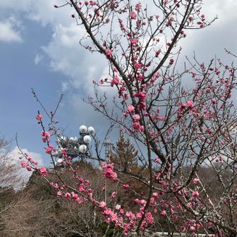 山頂駐車場には梅の花